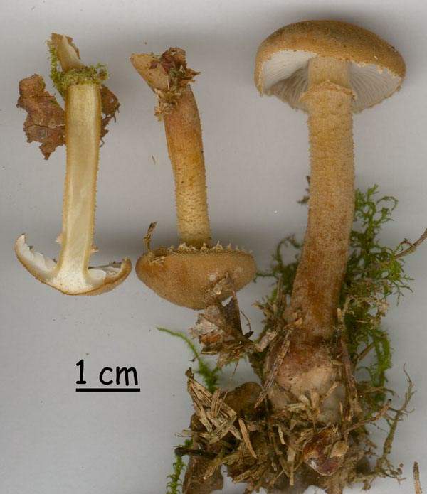 Cystoderma fallax